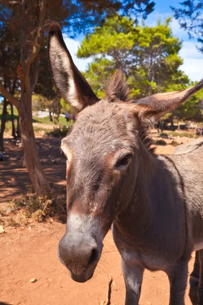 stock image Donkey