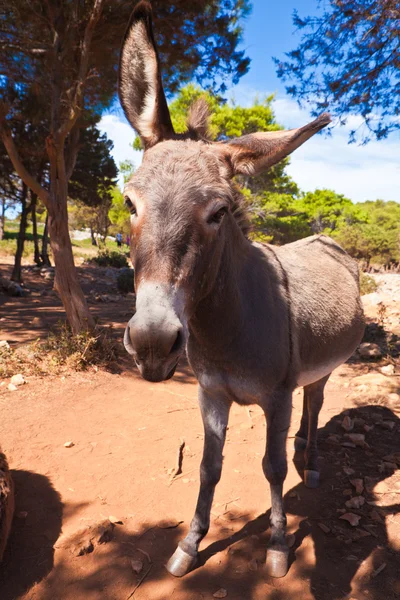 stock image Donkey