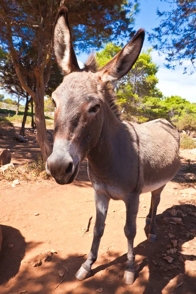 stock image Donkey