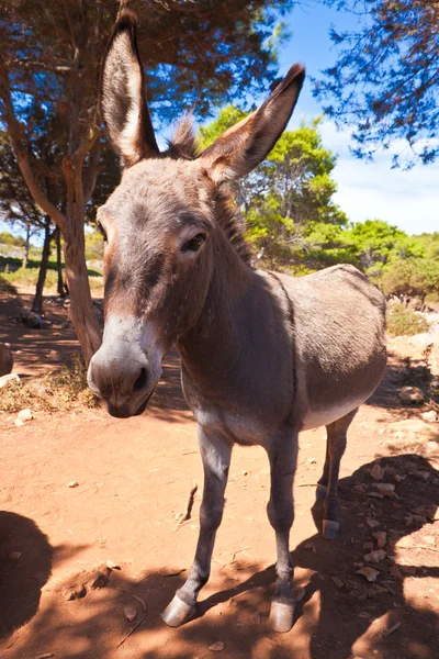 stock image Donkey