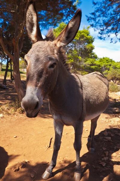 stock image Donkey