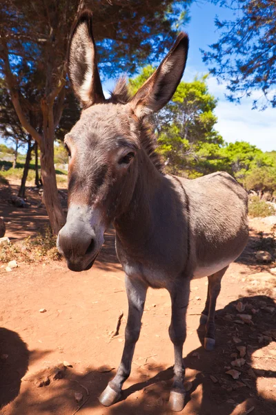 stock image Donkey