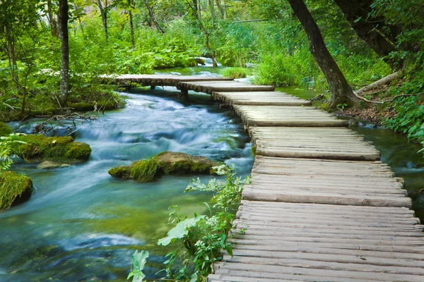 stock image Crossing in the woods