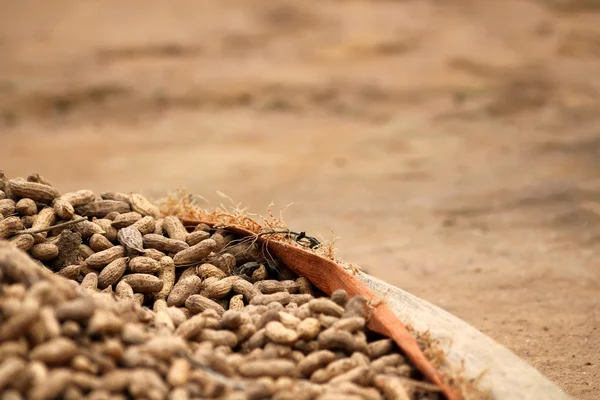 Peanuts in the farm in Rwanda — Stock Photo, Image