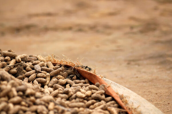 Peanuts in the farm in Rwanda