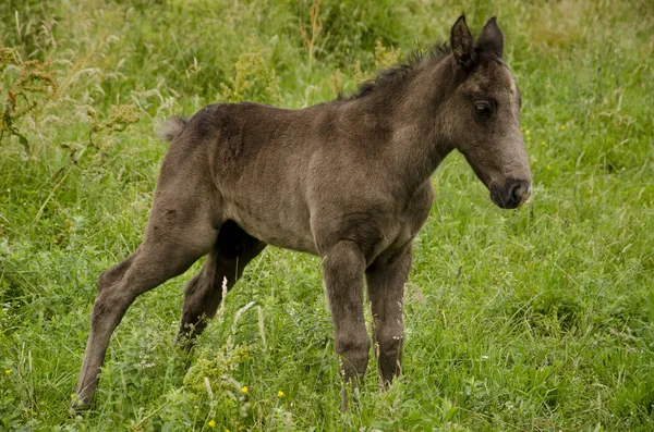 stock image Wild horse