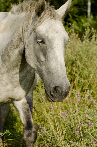 Divoký kůň — Stock fotografie