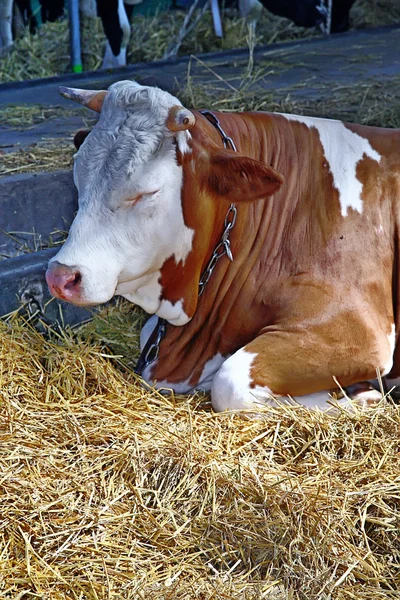 Krowa w stajni — Zdjęcie stockowe