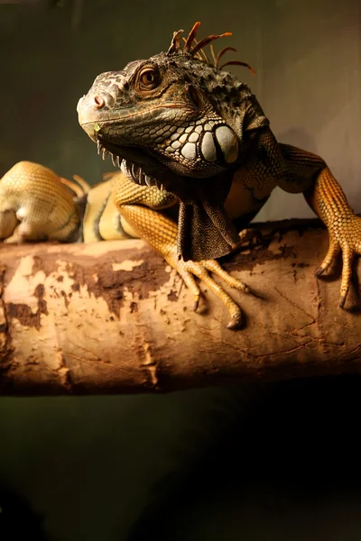 Grønn iguana – stockfoto