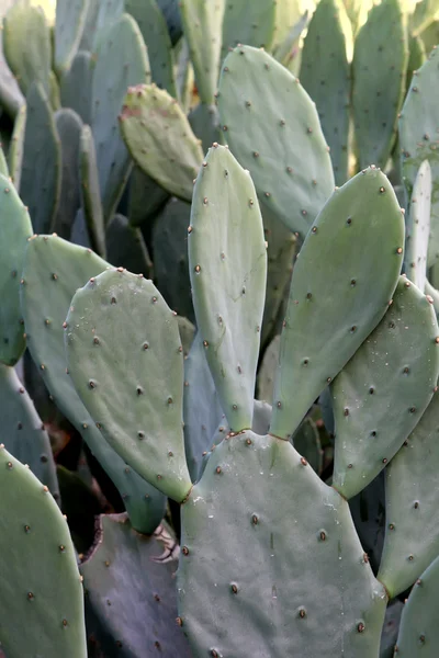 stock image Cacti in the desert