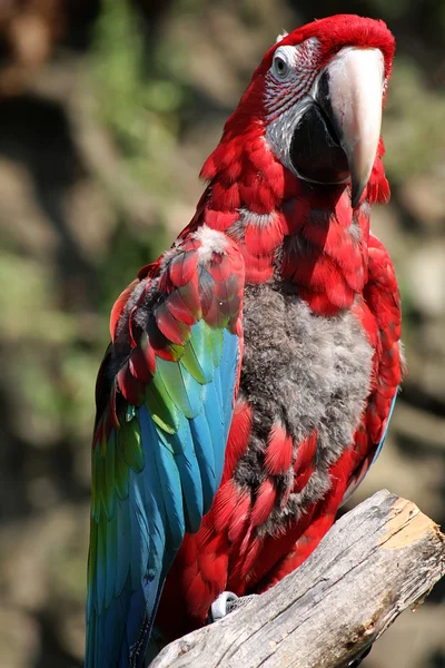 红绿相间的金刚鹦鹉 — 图库照片