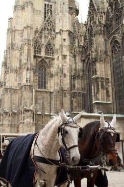 Vienna, Avusturya