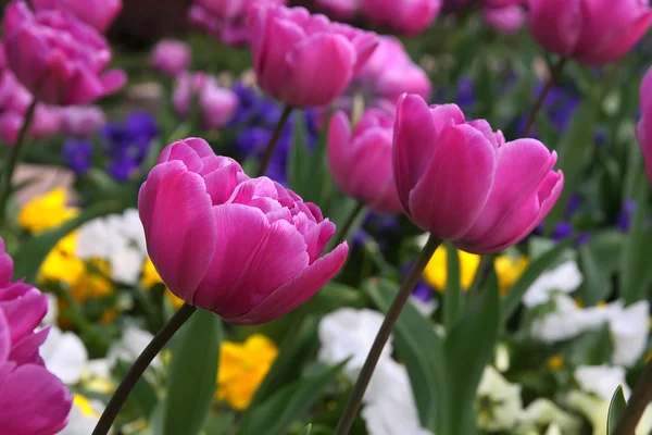 Tulipes — Photo