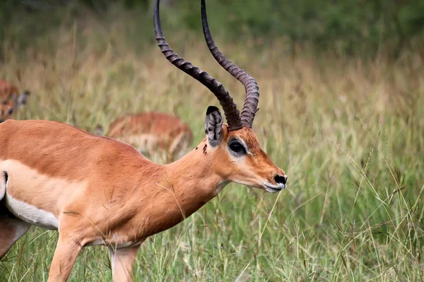 Antilope ในอุทยานแห่งชาติ Akagera ในรวันดา — ภาพถ่ายสต็อก
