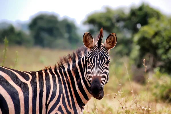 Akagera nationalpark i rwanda — Stockfoto