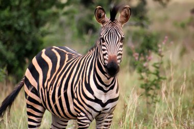 Zebra from Akagera National park in Rwanda clipart