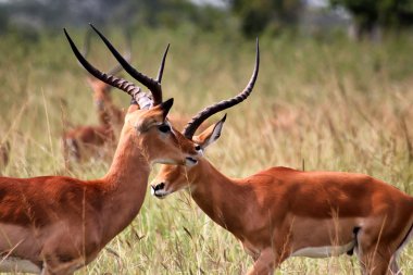 Antilope in Akagera National park in Rwanda clipart
