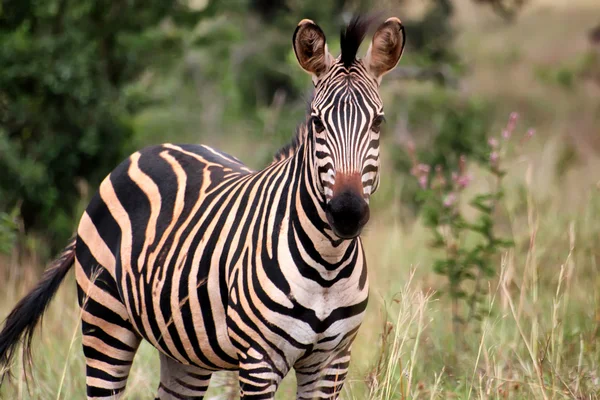 アカゲラ国立公園ルワンダからゼブラ — ストック写真