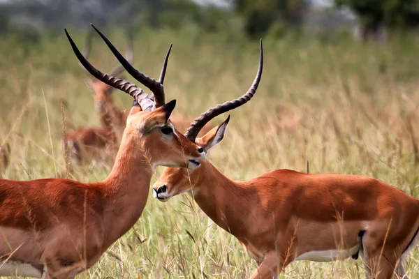 Antilope in akagera nationaal park in rwanda — Stockfoto