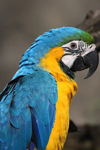 Niebieski i żółty Macaw — Zdjęcie stockowe