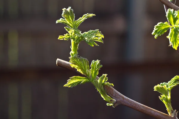 Siyah üzümlü taze yapraklar
