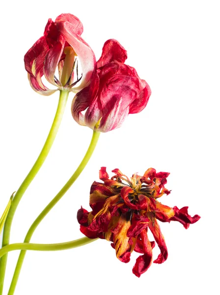 Vissna blommor Royaltyfria Stockfoton