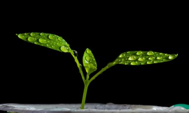 domates suyu damla ateş eder.