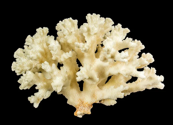 하얀 산호 — 스톡 사진