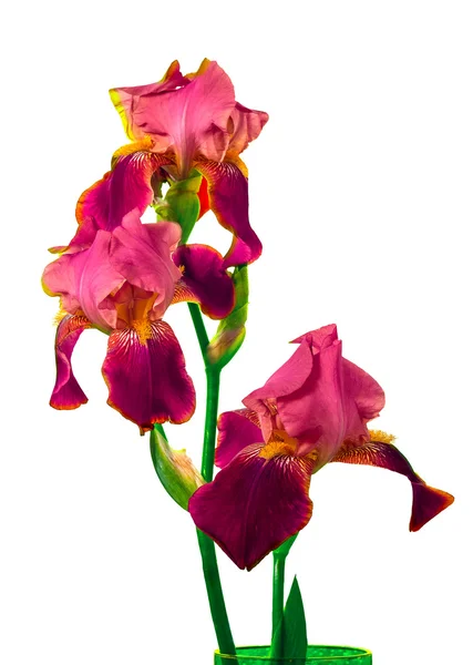 Το λουλούδι Ίρις βαθύ μωβ Εικόνα Αρχείου