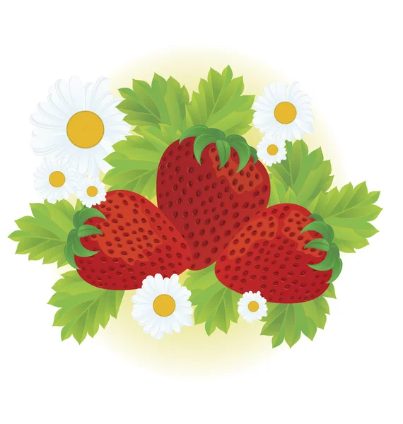 Φράουλες και λουλούδια μαργαρίτα — Διανυσματικό Αρχείο