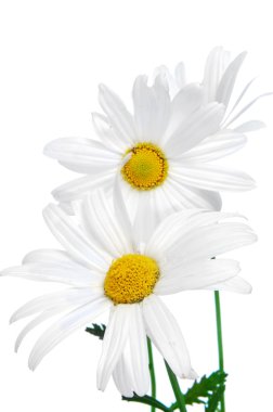 Oxeye daisies clipart