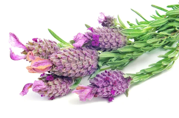 Lavandula stoechas, Spanish lavender — Stock Photo, Image