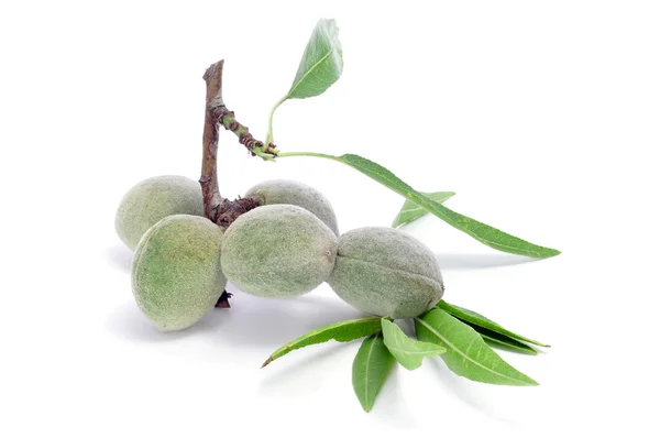 Green almonds — Stock Photo, Image