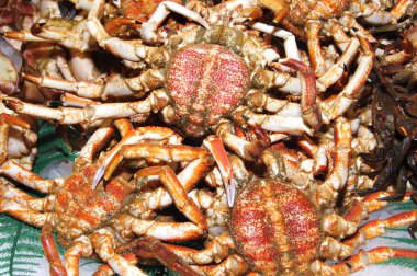 Spider-crabs clipart