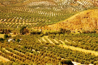 Olive grove