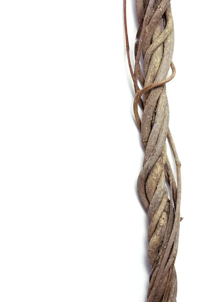 Poskręcane korzenie — Zdjęcie stockowe