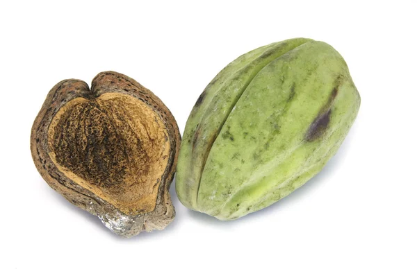 Araujia φρούτων sericifera — Φωτογραφία Αρχείου