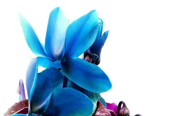 Petali blu — Foto Stock