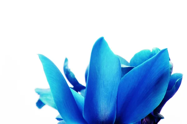 Blauwe bloemblaadjes — Stockfoto