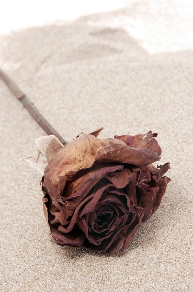 Rosa sulla sabbia — Foto Stock