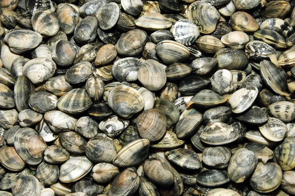 Pile of clams — Stock Photo, Image