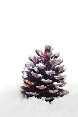 Pine cone on the snow clipart