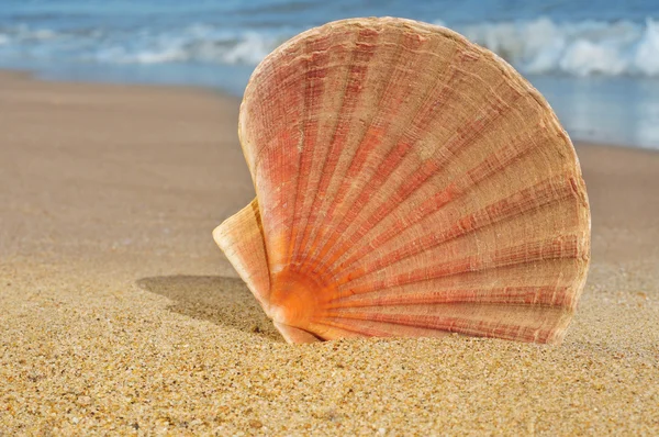 Seashell on the seashore — Stock Photo, Image
