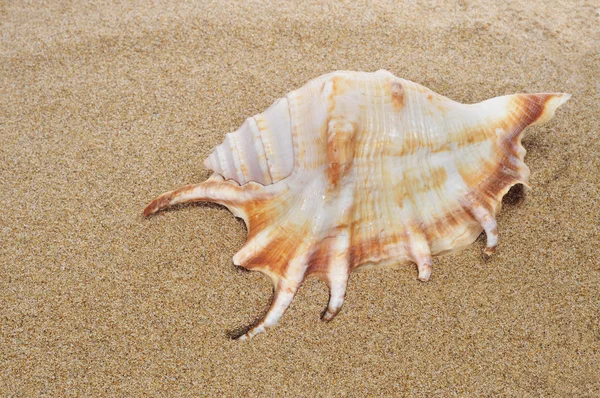 Conch op het zand — Stockfoto