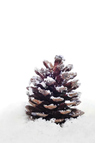 Cono de pino en la nieve —  Fotos de Stock
