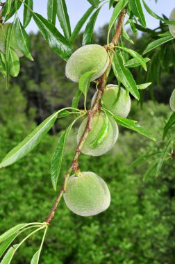 Almond tree clipart