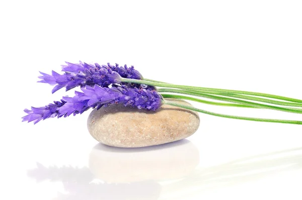 Lavendel och sten — Stockfoto