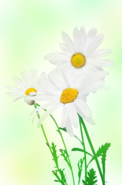 Oxeye daisies clipart