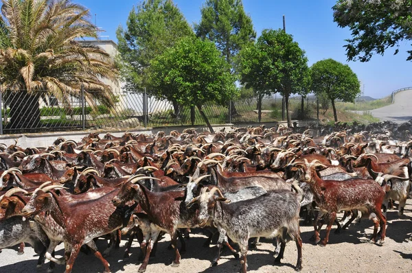 Een kudde geiten — Stockfoto