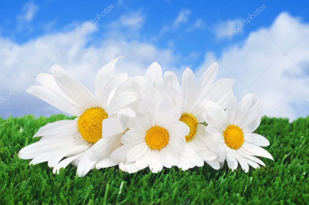 Oxeye daisies on the grass